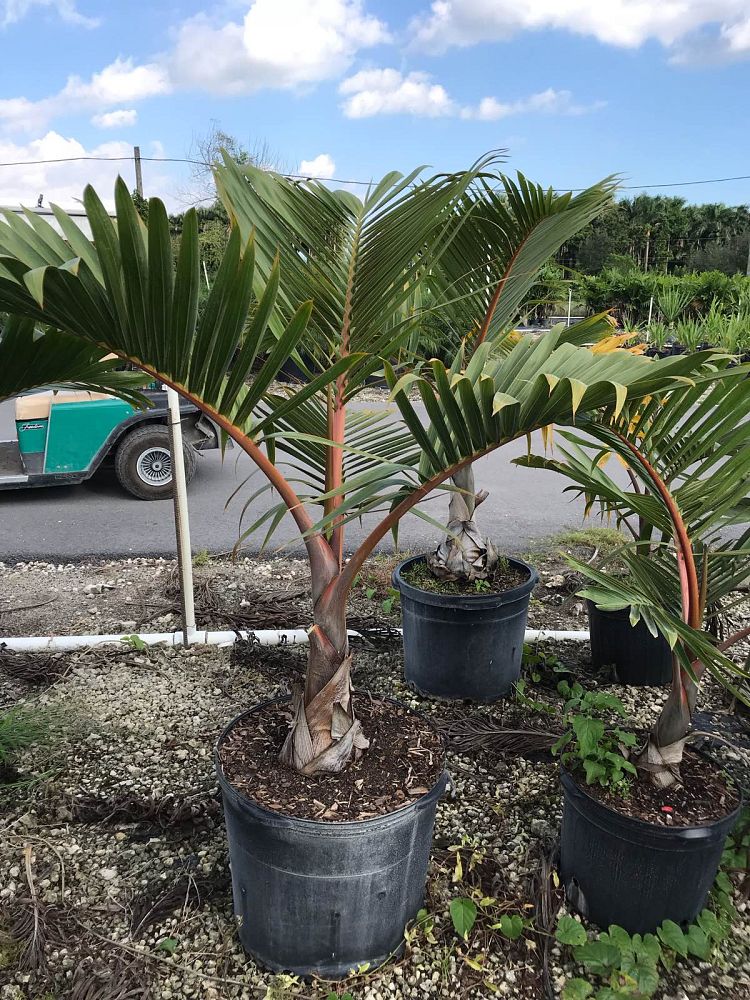 colpothrinax-wrightii-cuban-bottle-palm-palma-barrigona