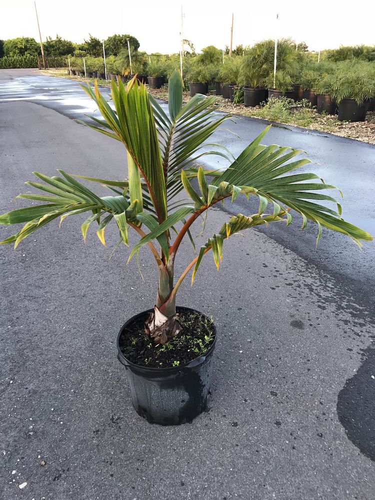 colpothrinax-wrightii-cuban-bottle-palm-palma-barrigona