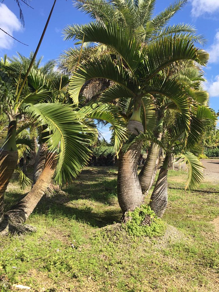 colpothrinax-wrightii-cuban-bottle-palm-palma-barrigona