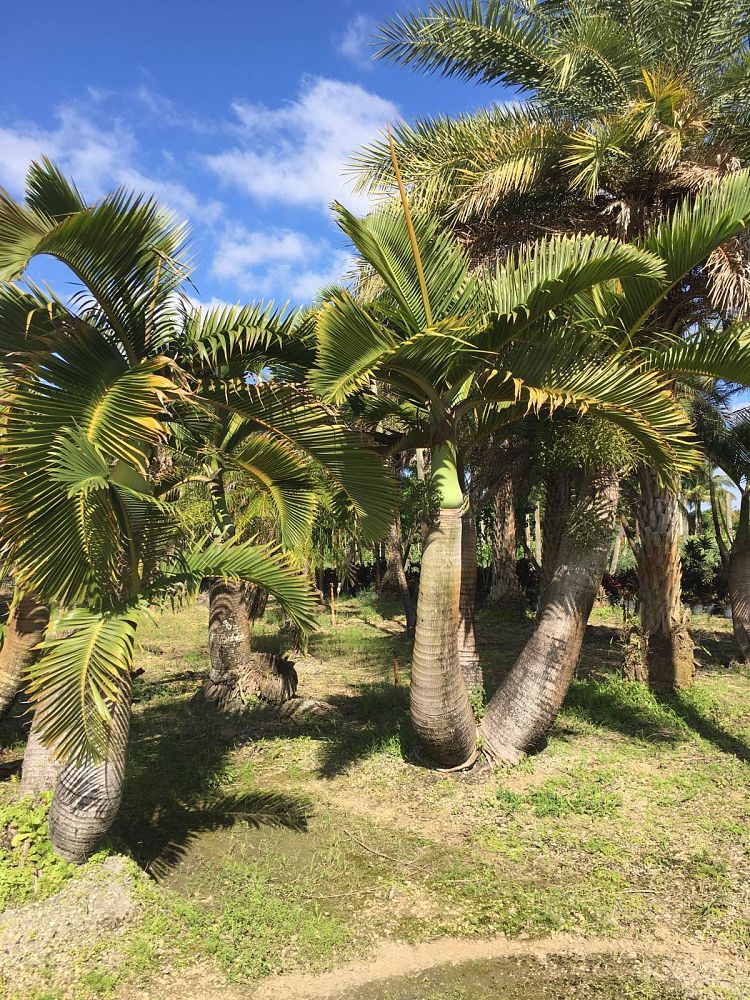 colpothrinax-wrightii-cuban-bottle-palm-palma-barrigona