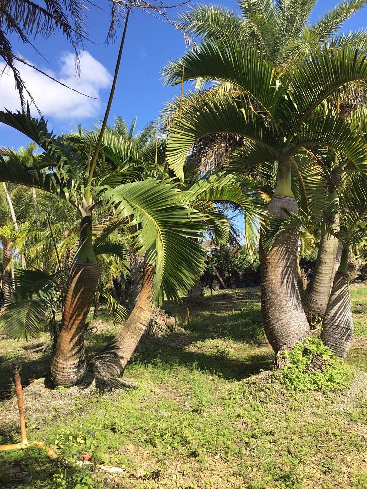 colpothrinax-wrightii-cuban-bottle-palm-palma-barrigona