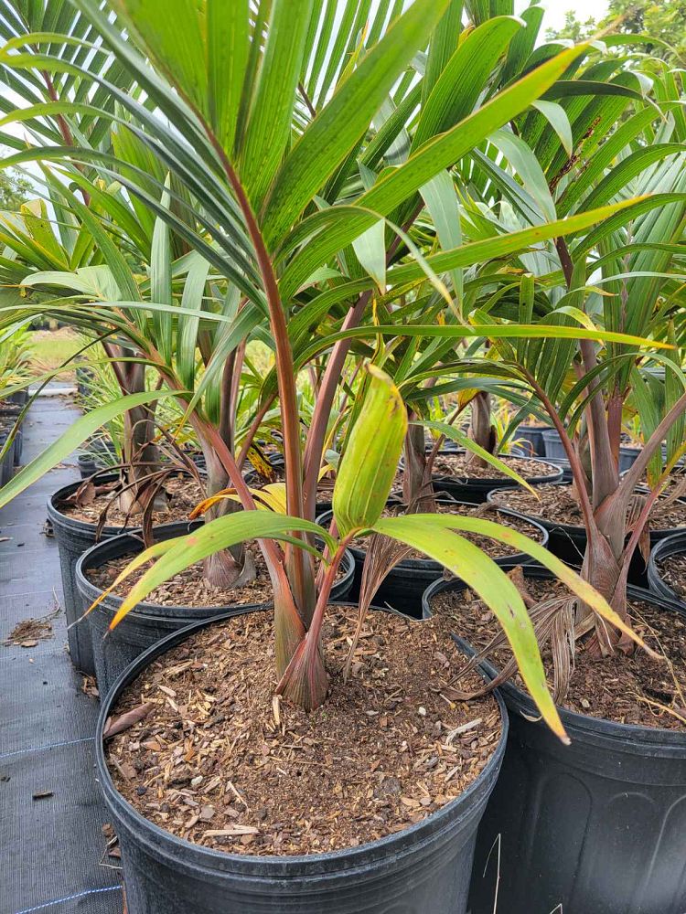 colpothrinax-wrightii-cuban-bottle-palm-palma-barrigona