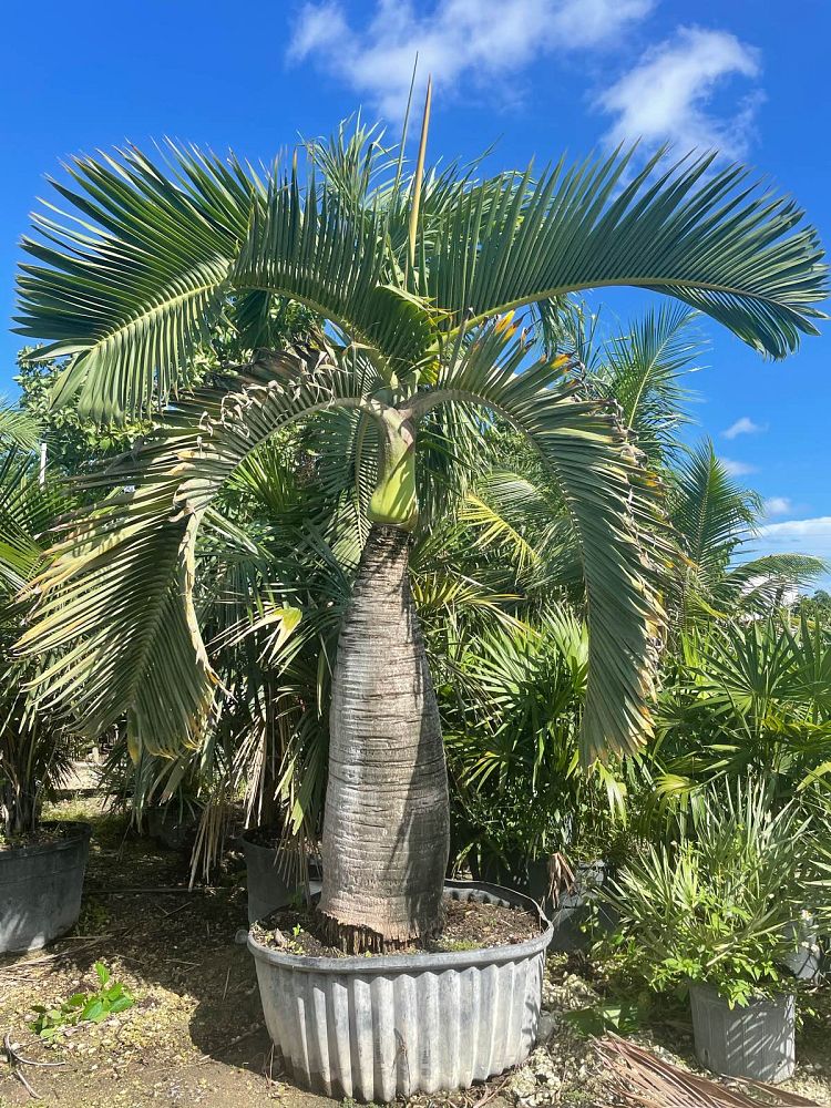 colpothrinax-wrightii-cuban-bottle-palm-palma-barrigona