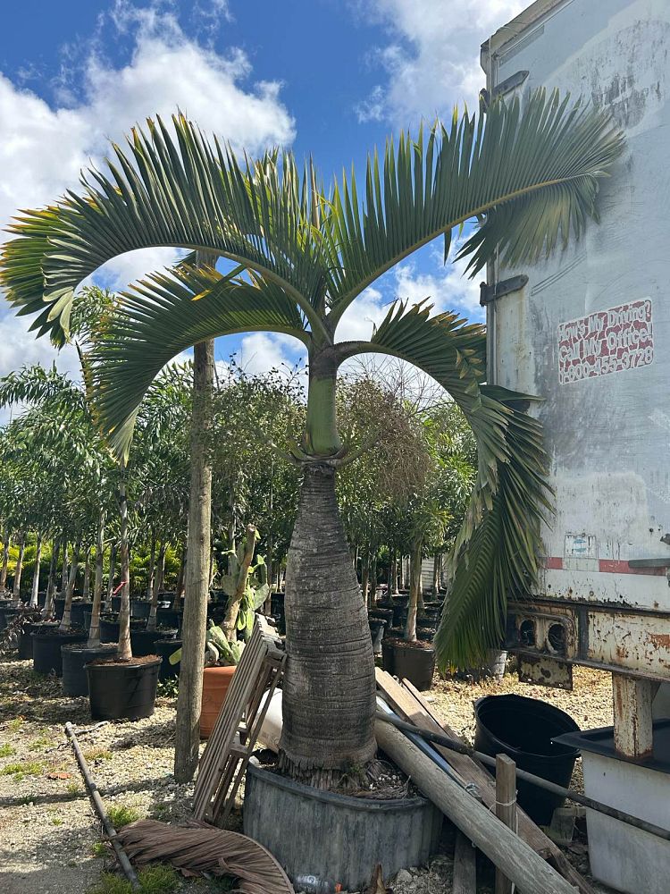 colpothrinax-wrightii-cuban-bottle-palm-palma-barrigona