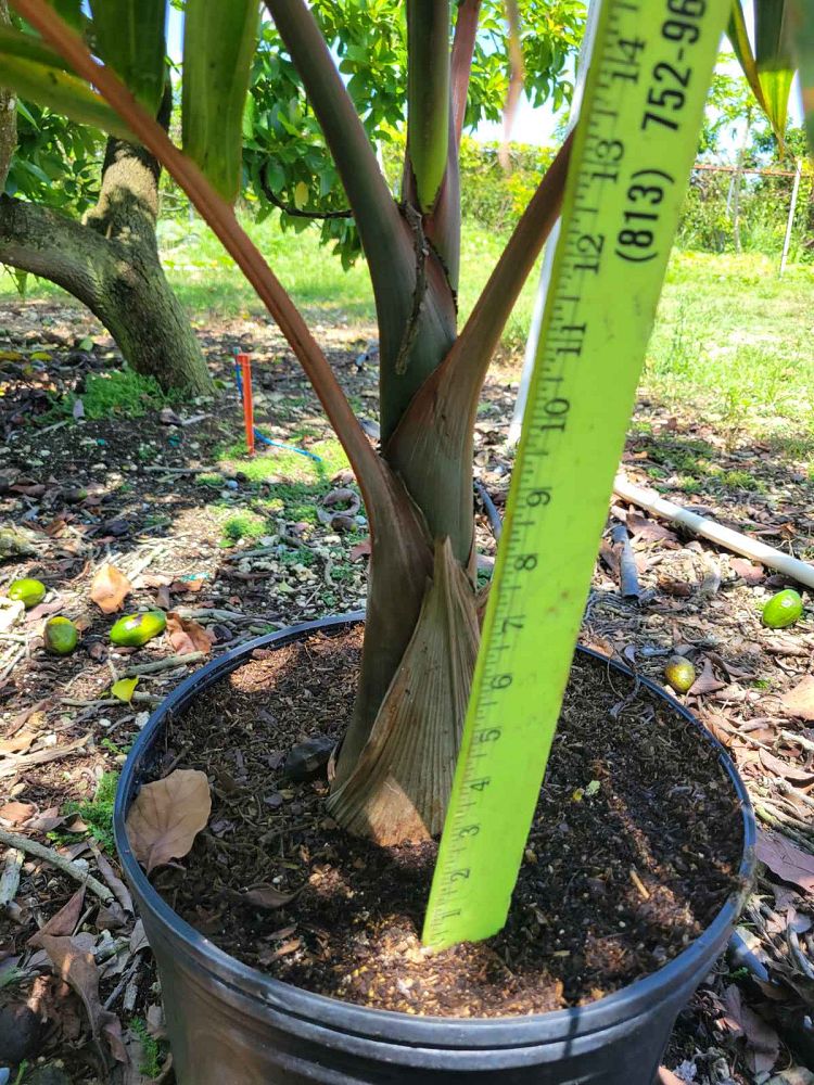 colpothrinax-wrightii-cuban-bottle-palm-palma-barrigona
