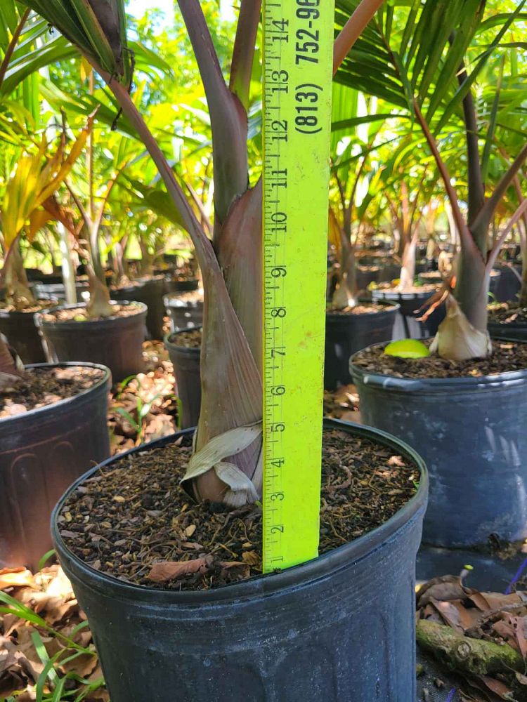 colpothrinax-wrightii-cuban-bottle-palm-palma-barrigona