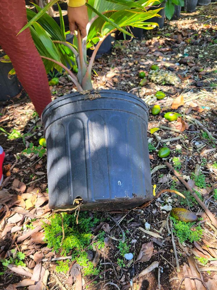 colpothrinax-wrightii-cuban-bottle-palm-palma-barrigona