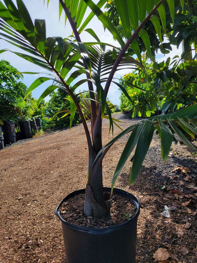 colpothrinax-wrightii-cuban-bottle-palm-palma-barrigona