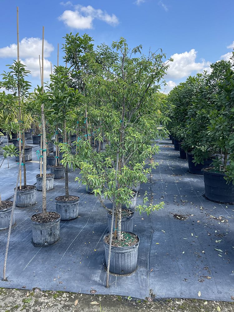 colubrina-elliptica-soldierwood-nakedwood