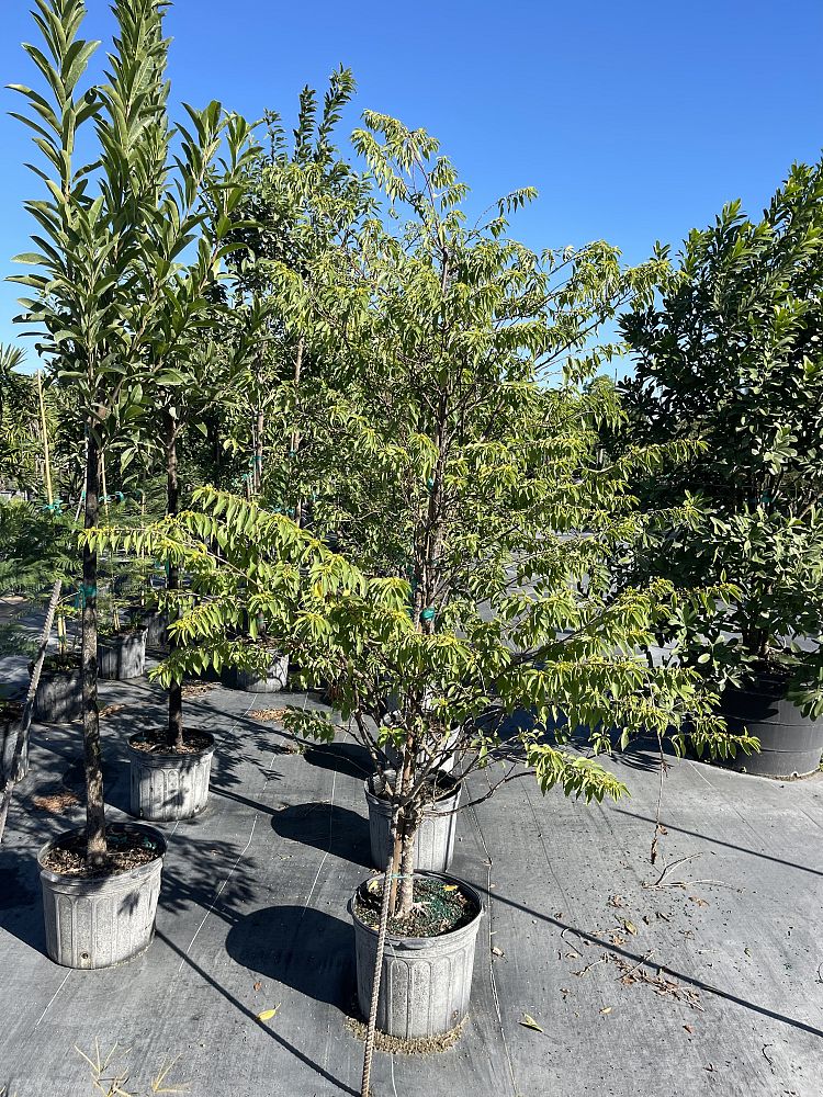 colubrina-elliptica-soldierwood-nakedwood