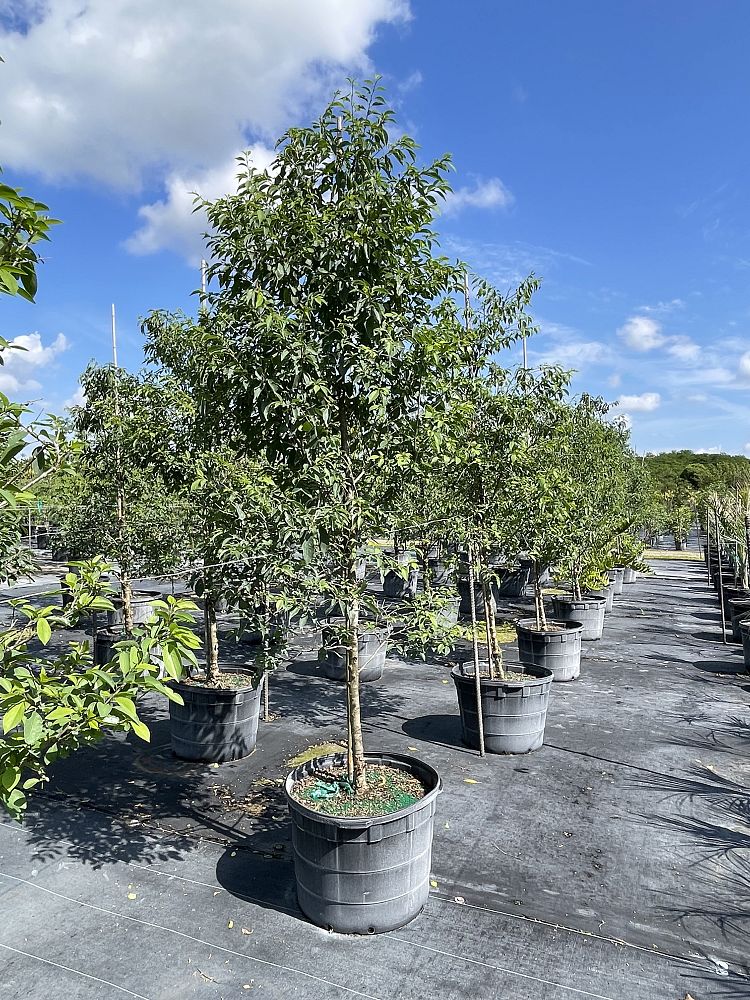 colubrina-elliptica-soldierwood-nakedwood