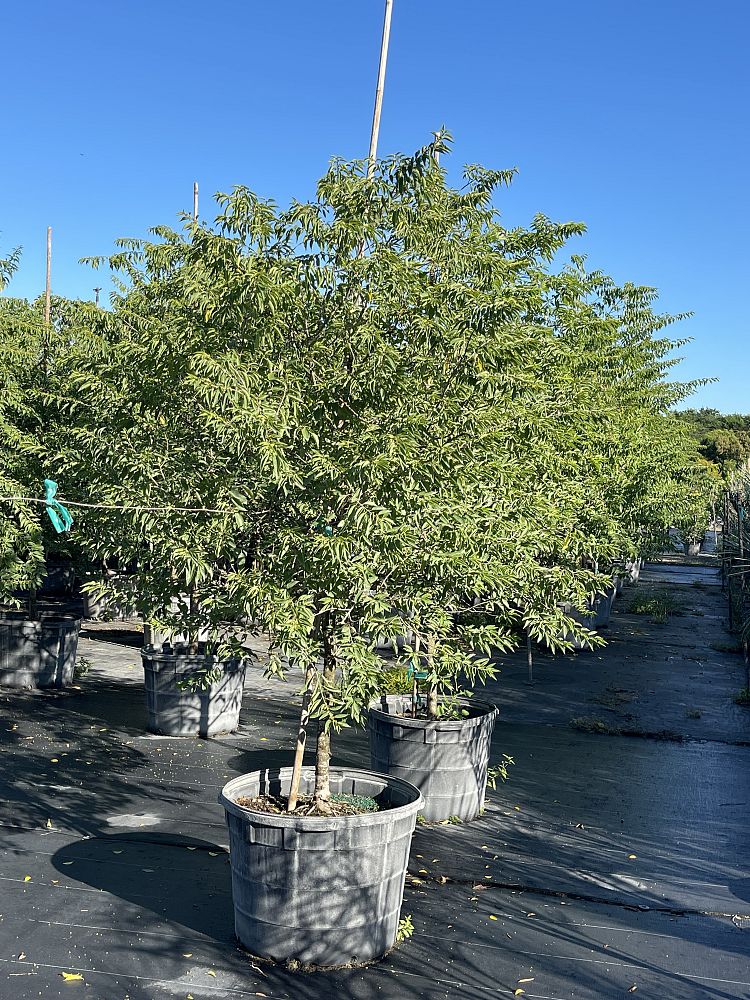 colubrina-elliptica-soldierwood-nakedwood