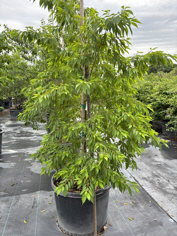 colubrina-elliptica-soldierwood-nakedwood