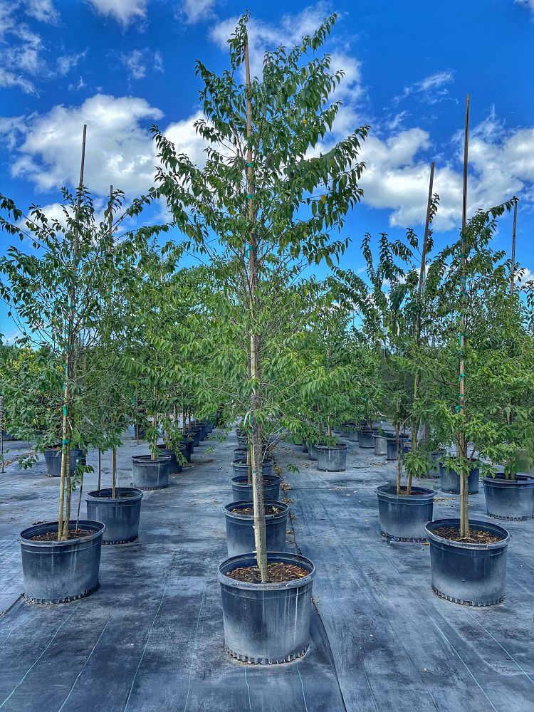 colubrina-elliptica-soldierwood-nakedwood