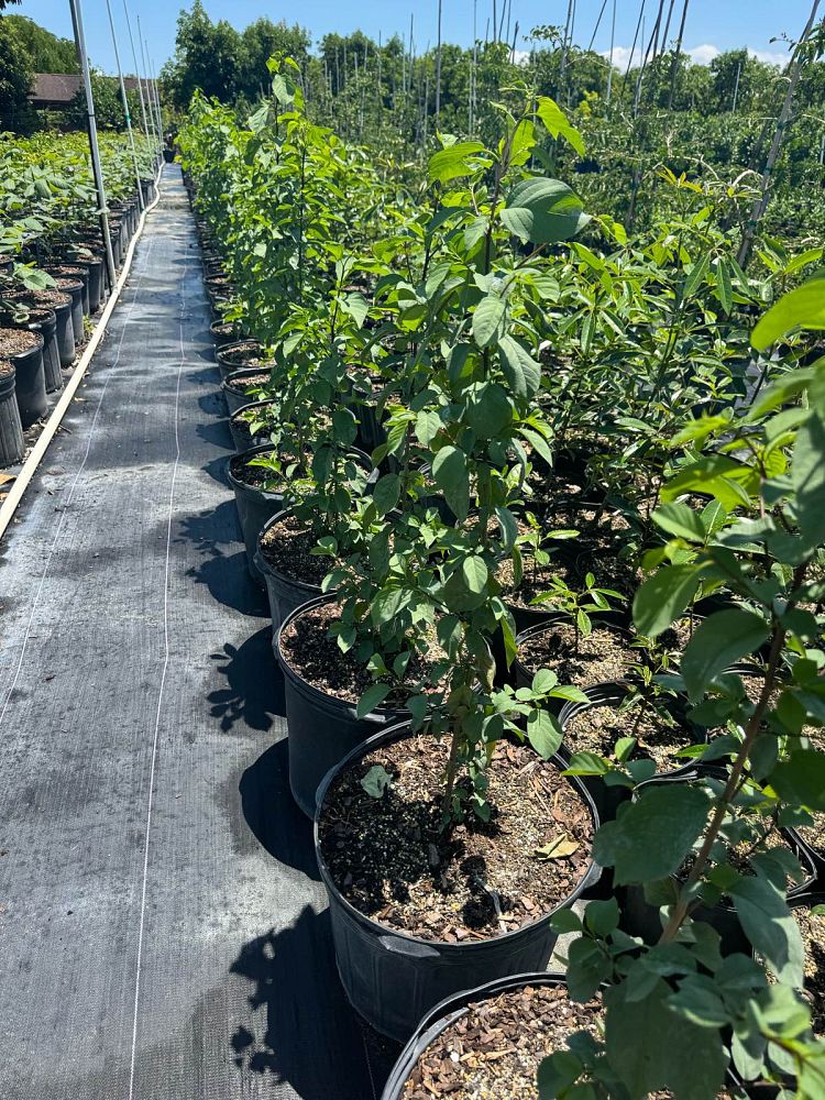 colubrina-elliptica-soldierwood-nakedwood