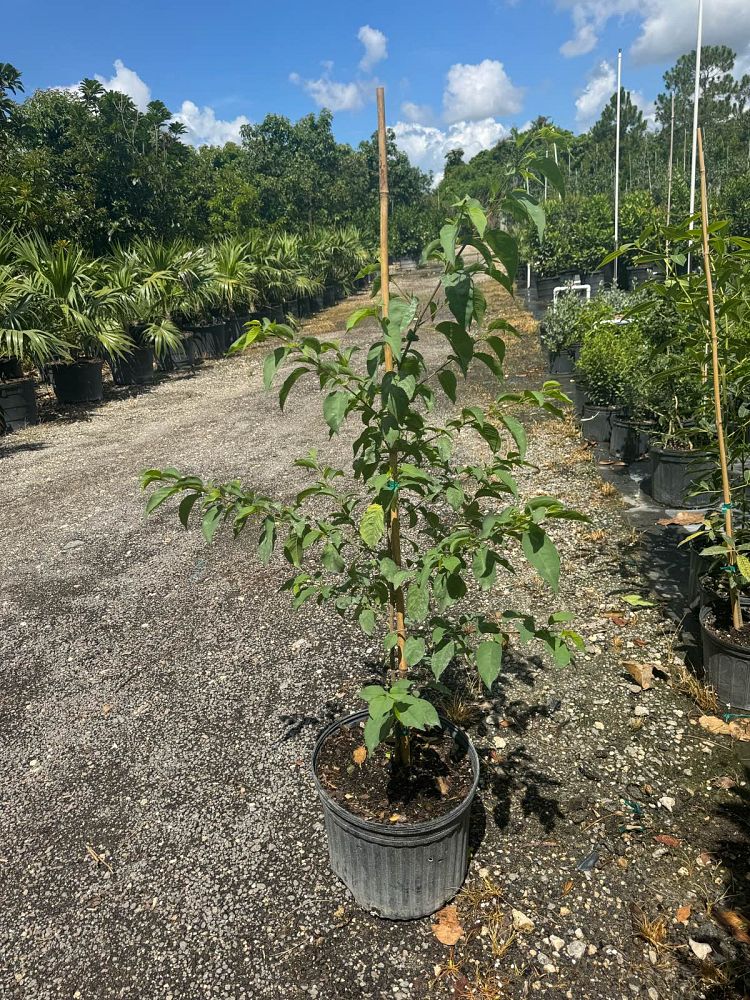 colubrina-elliptica-soldierwood-nakedwood