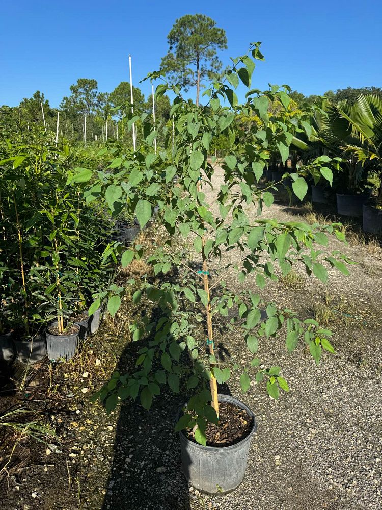 colubrina-elliptica-soldierwood-nakedwood