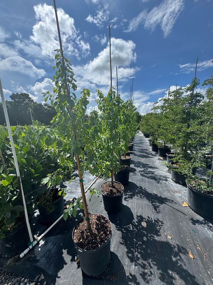 colubrina-elliptica-soldierwood-nakedwood