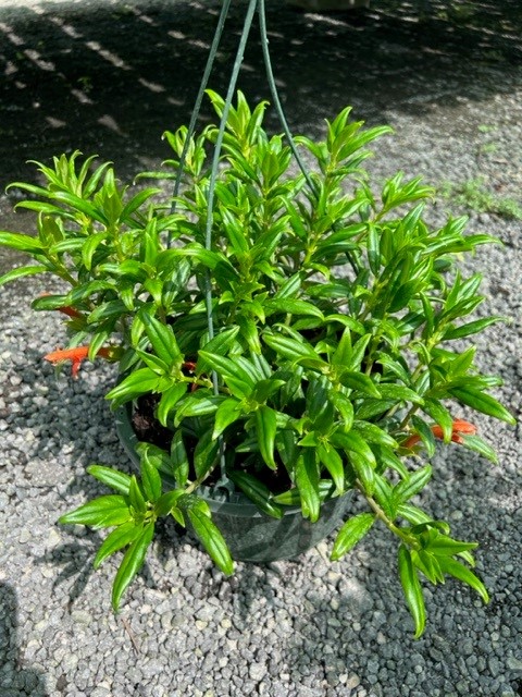 columnea-erythrophaea