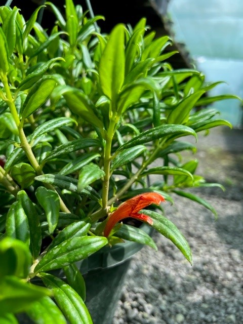 columnea-erythrophaea