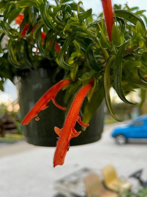 columnea-erythrophaea