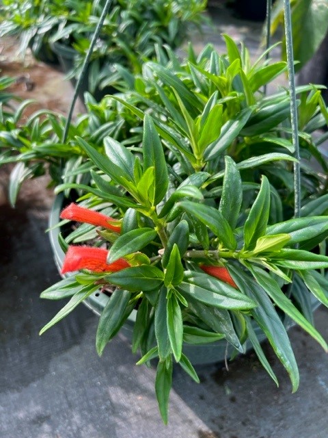 columnea-erythrophaea