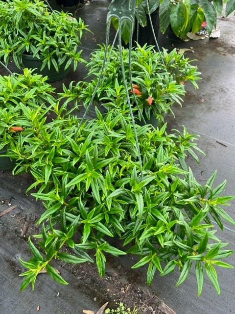 columnea-erythrophaea