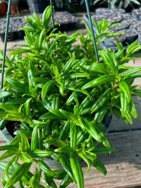 columnea