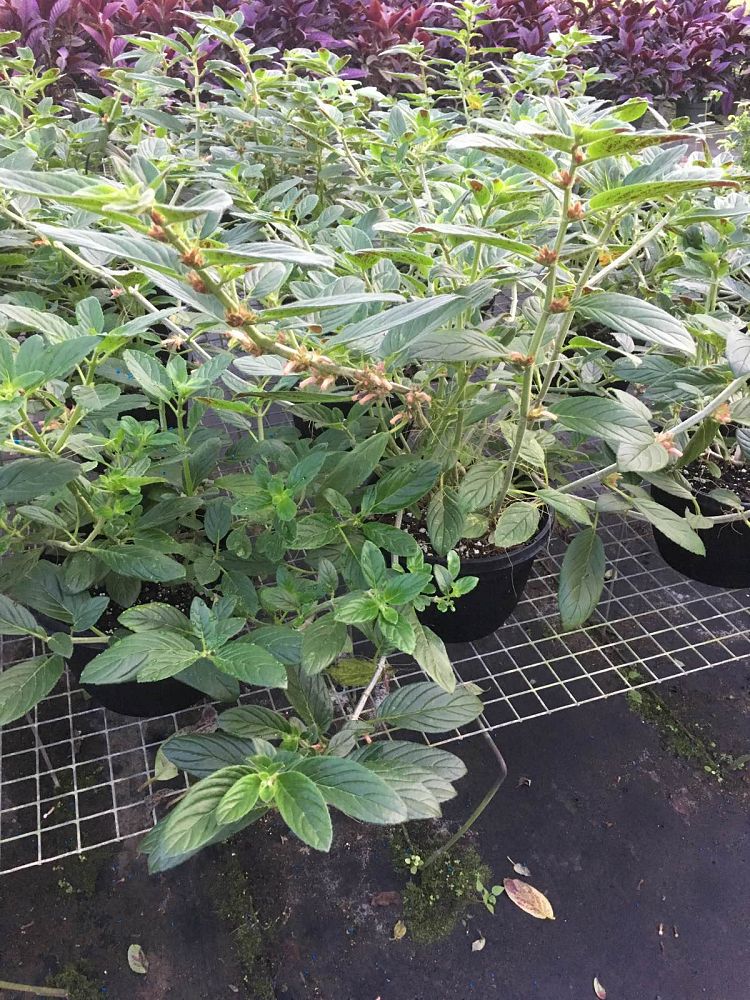 columnea-spathulata