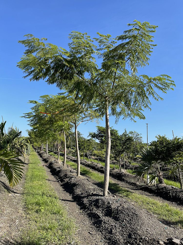colvillea-racemosa-whip-tree-colville-s-glory-tree