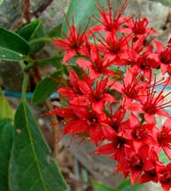 combretum-coccineum-scarlet-comb