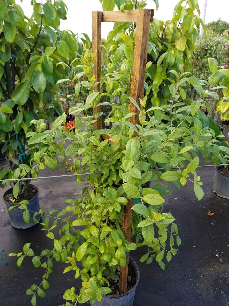 combretum-constrictum-thailand-powderpuff