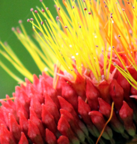 combretum-fruticosum-monkey-brush-vine