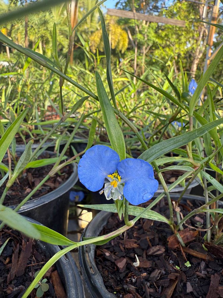 commelina-erecta-hierba-de-pollo-slender-dayflower-whitemouth-dayflower-scrub-dayflower