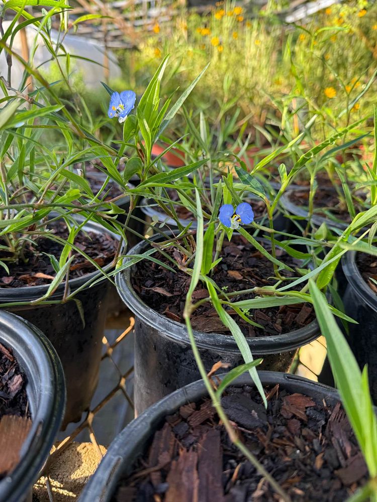 commelina-erecta-hierba-de-pollo-slender-dayflower-whitemouth-dayflower-scrub-dayflower