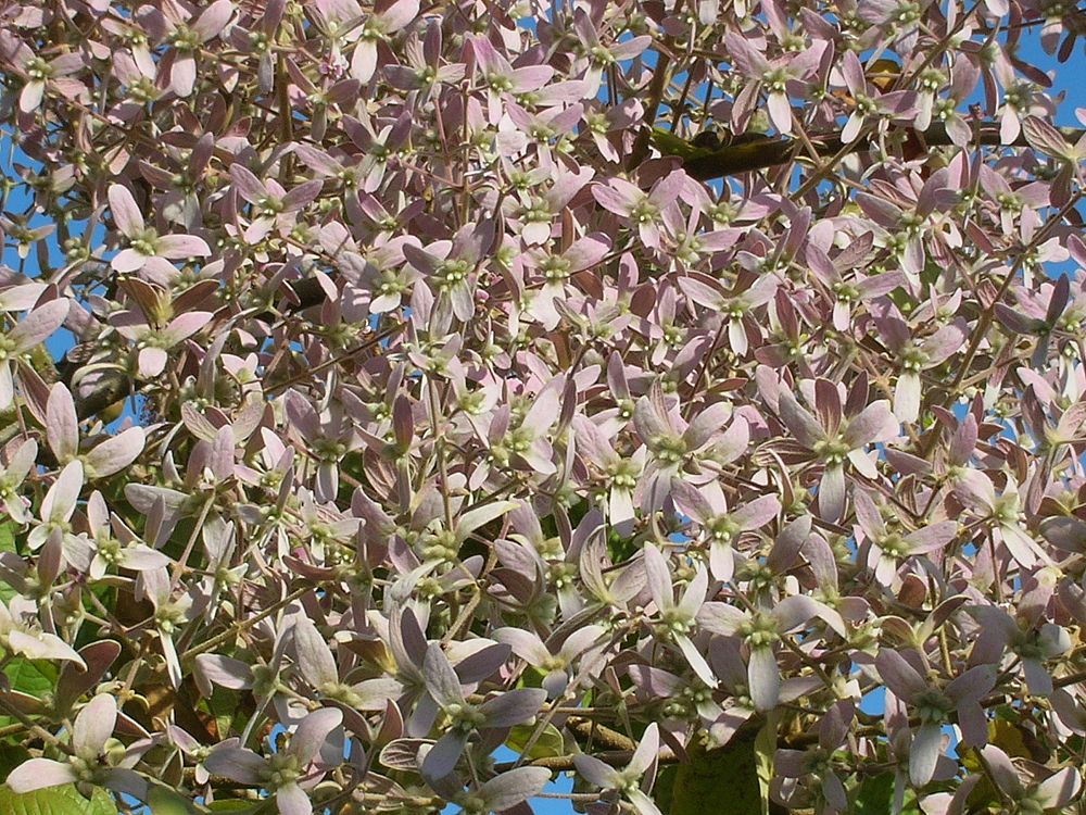 congea-tomentosa-wooly-congea