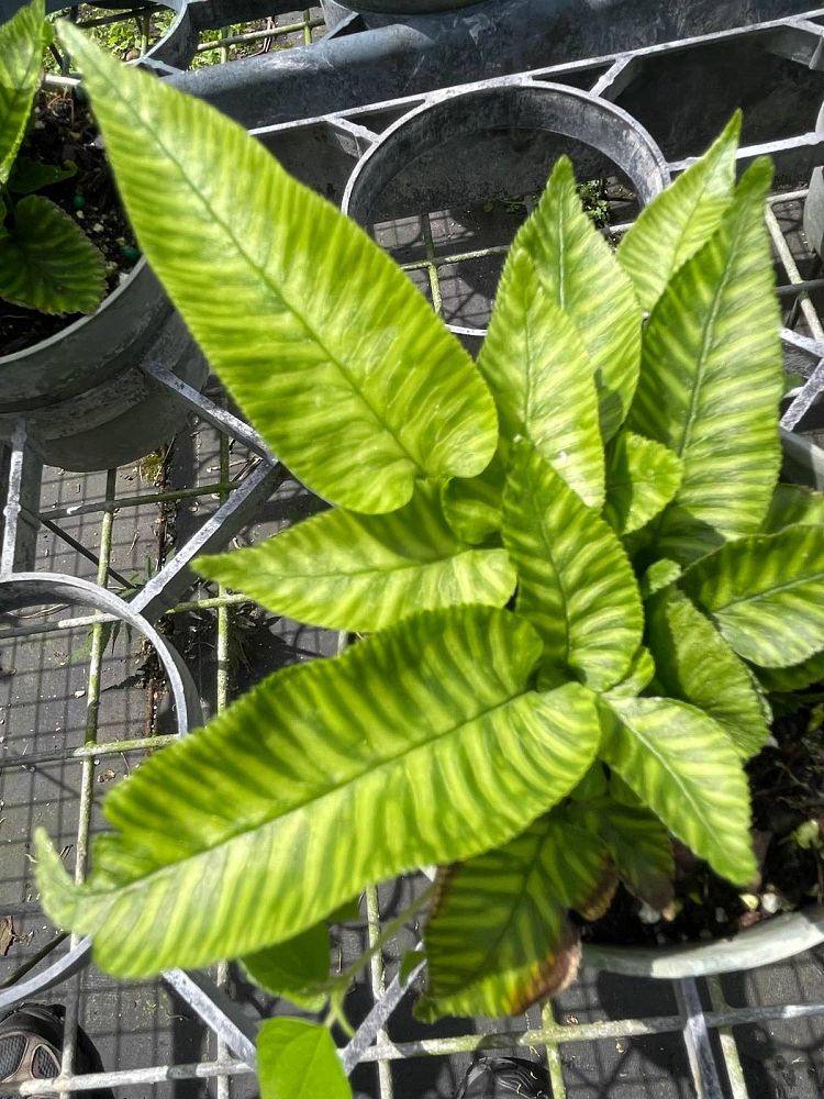 coniogramme-emeiensis-variegata-variegated-chinese-bamboo-fern