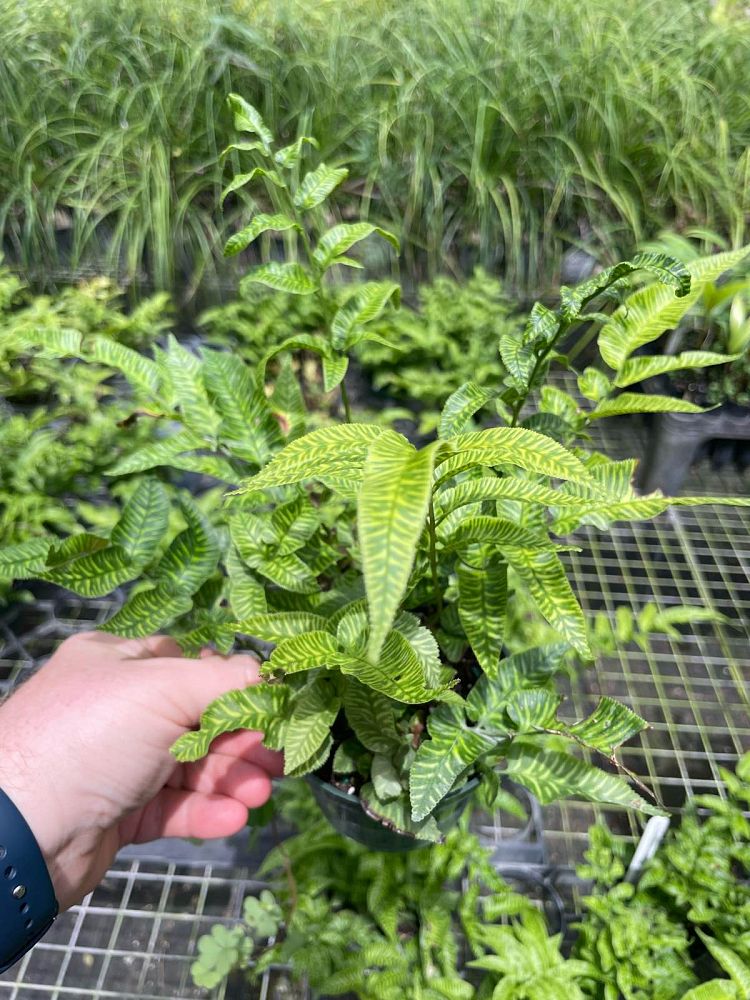 coniogramme-emeiensis-variegata-variegated-chinese-bamboo-fern