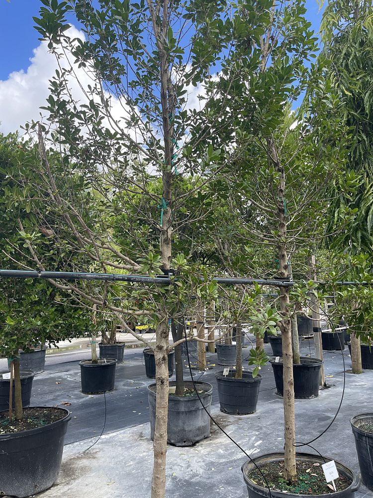 conocarpus-buttonwood