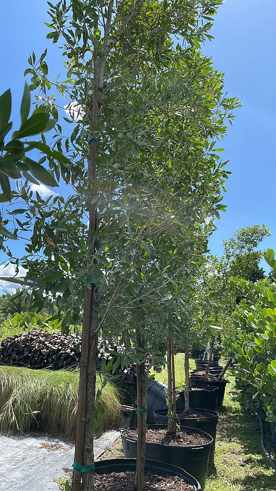 conocarpus-buttonwood