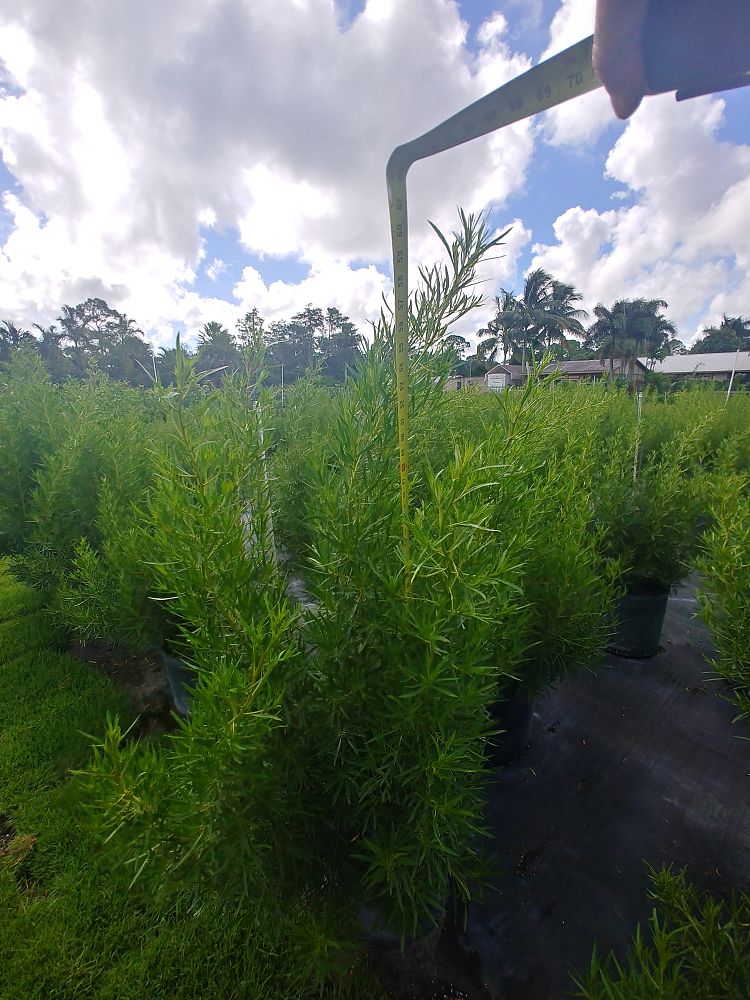 conocarpus-erectus-card-sound-green-buttonwood