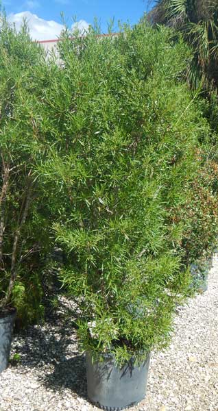 conocarpus-erectus-card-sound-green-buttonwood