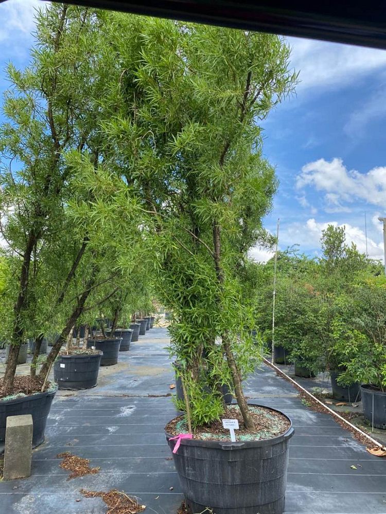 conocarpus-erectus-card-sound-green-buttonwood