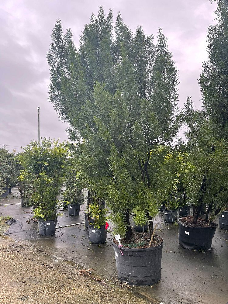 conocarpus-erectus-card-sound-green-buttonwood