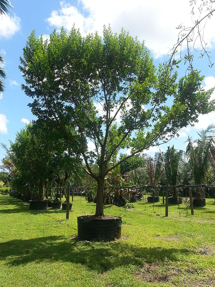 Specimens Galore Inc