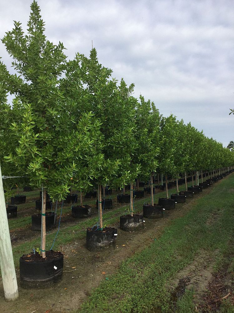 Snapper Creek Nursery Homestead