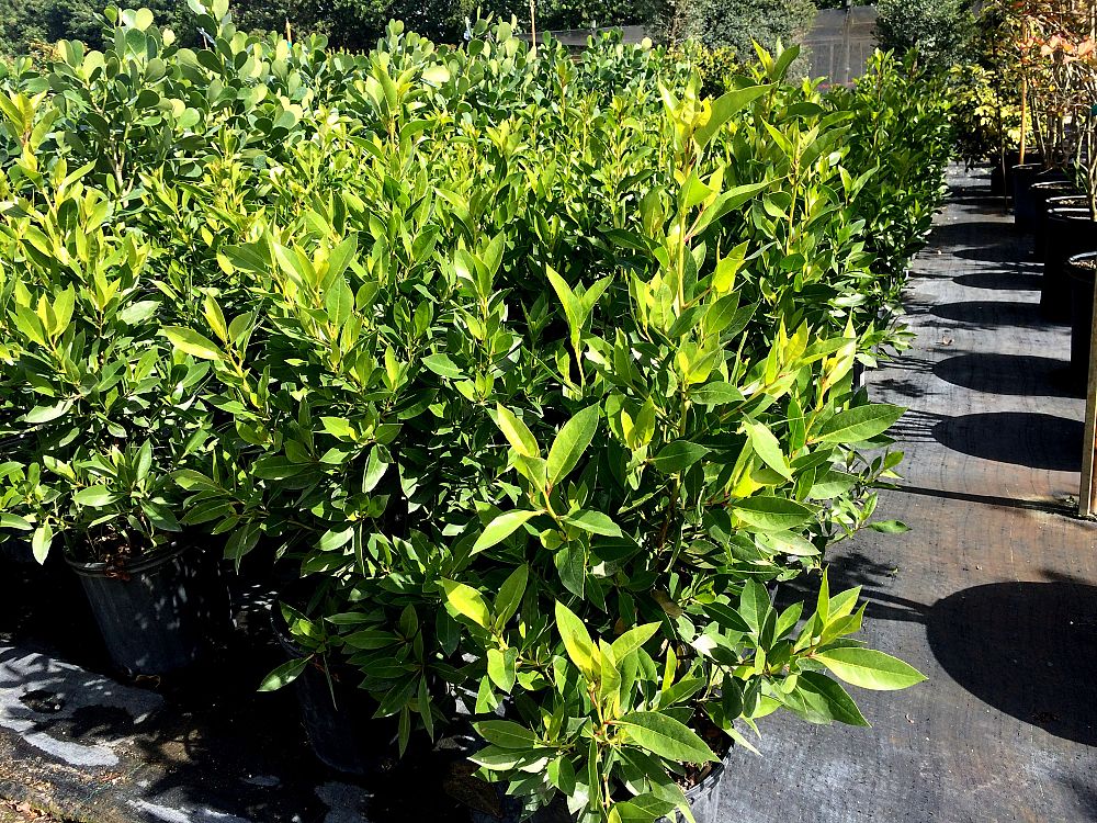 conocarpus-erectus-green-buttonwood