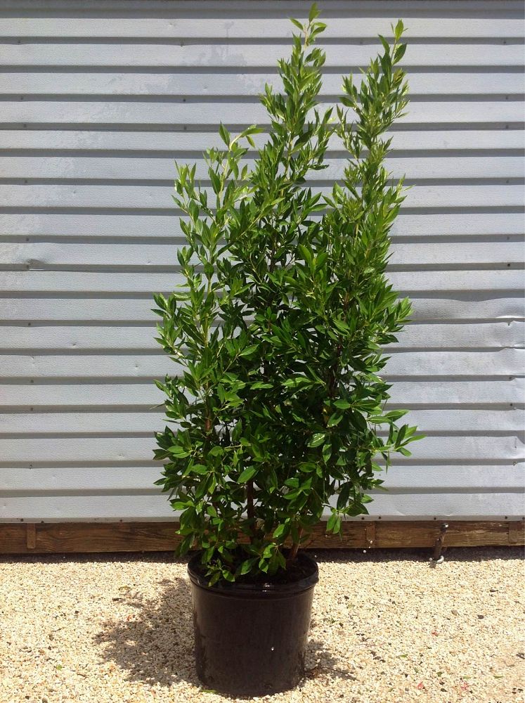 conocarpus-erectus-green-buttonwood