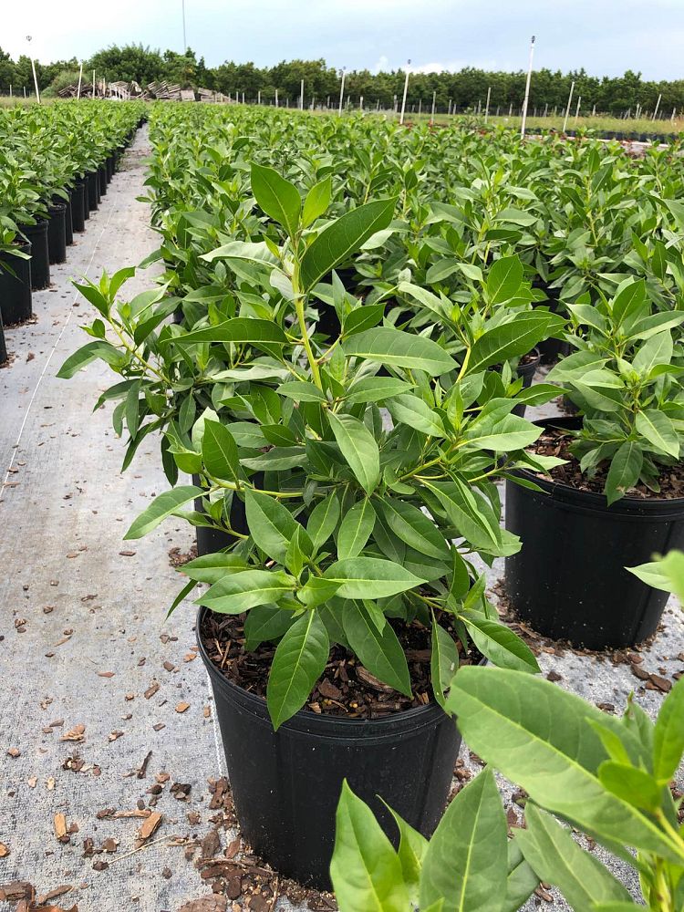 conocarpus-erectus-green-buttonwood