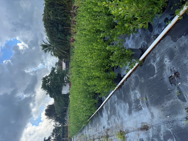 conocarpus-erectus-green-buttonwood
